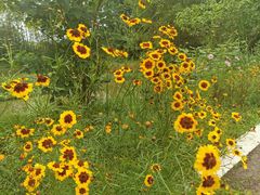 -桤木河湿地公园