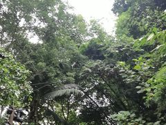-西双版纳原始森林公园