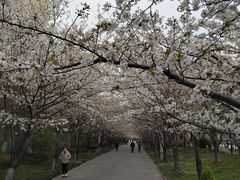 -高东镇樱花园