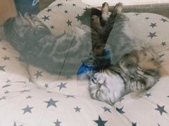 -藏猫猫咖啡主题馆(中央大道店)