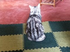 -猫猫幼稚园·撸猫·桌游·电玩