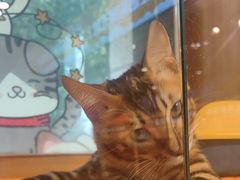 -欣宠猫屋·矮脚拿破仑·蓝金金渐层