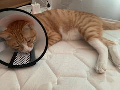 -荔康动物医院(康王北路店)