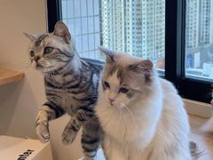 -有喵·猫咖·狗咖·30几只猫10只小狗(岗厦店)