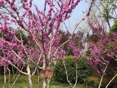 -紫荆山公园