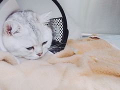 -申普宠物医院·心脏介入·心血管微创(总院)