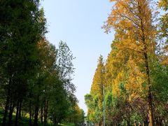 -上海长兴岛郊野公园