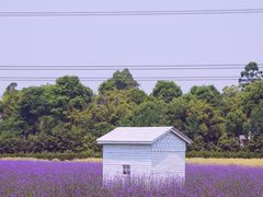 -紫颐香薰山谷景区
