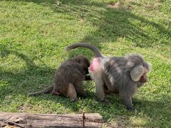 -西霞口神雕山野生动物世界