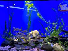 -上海海洋水族馆