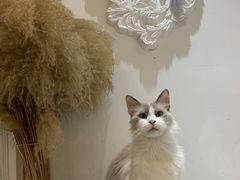 -共舞时光猫咖·狗咖(新街口店)
