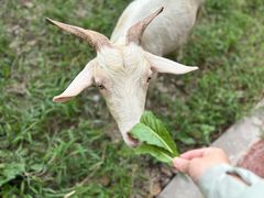 -马陆小张葡萄园农家乐