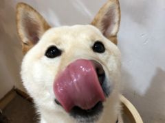 -柴迷FANS CLUB·柴犬狗咖·猫咖