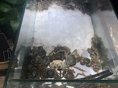 活河蟹-欢乐牧场海鲜烤肉自助(牡丹园店)