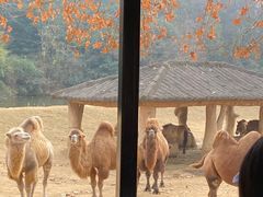 -杭州野生动物世界