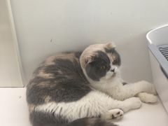 -猫冇咖·家门口的撸猫馆(大融城店)