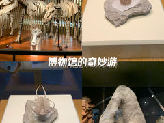 -上海自然博物馆