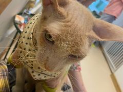 德文卷卷-猫在这儿猫咪咖啡馆·撸猫馆