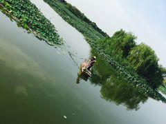 -白洋淀景区