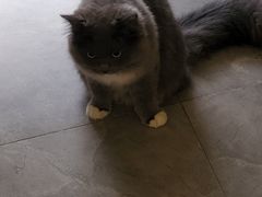 -创凡宠物医院·骨专科  猫科中心(西乡分院)