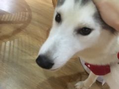 -Husky Go! 哈士奇体验馆·宠物咖啡厅狗咖