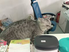 -汪喵宠物医院·骨科心脏影像·犬猫急重症ICU诊疗中心(成华分院)