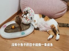 -米彩料理(西丽店)