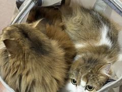 -御宝贝·A梦猫科宠物医院(国际猫友好医院)