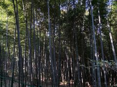 -上海佘山国家森林公园西佘山园