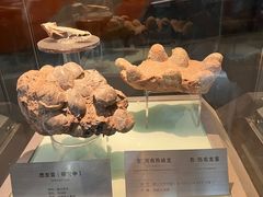 -河南自然博物馆