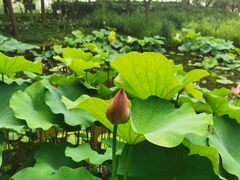 -陈家山荷花公园