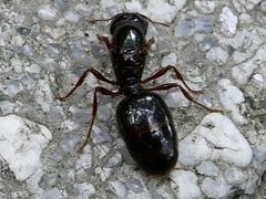 -上海佘山国家森林公园天马山园