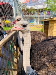 -萌宠亲子动物乐园(槐房万达店)