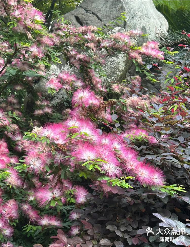 这毛毛花长得真好看到底叫什么名字呀