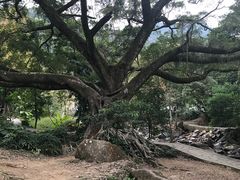 -广州市石门国家森林公园