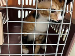 -爱诺耐芙动物医院(万博店)