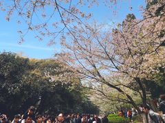 -武汉大学-樱园