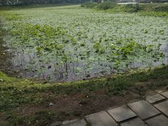 -白渔泡湿地公园