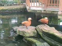 -南宫五洲植物乐园