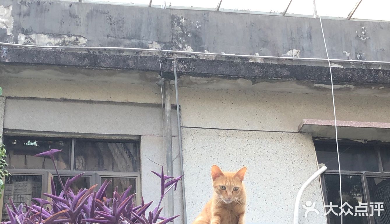 一家藏身社区的咖啡店 有猫猫的店总是特别吸引人