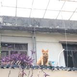 一家藏身社区的咖啡店 有猫猫的店总是特别吸引人