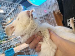 -龟与熊猫宠物公园(南坪店)