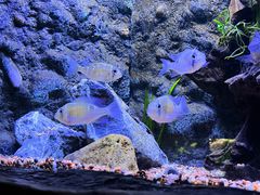 -上海海洋水族馆
