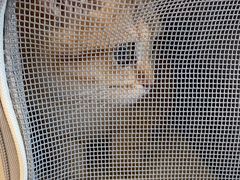 -瑞派康怡24h宠物医院·犬猫医疗中心·微创绝育(瑞景分院)