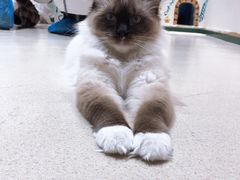 -藏猫猫咖啡主题馆(中央大道店)