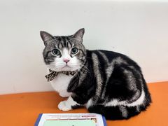 -爱妮康宠物医院·干细胞免疫细胞·肿瘤·心脏(张江店)