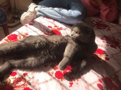 -关爱动物医院·心脏·中兽医·异宠(金牛路分院)