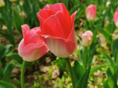 -长春公园(普阳街道)