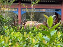 -顺峰山公园