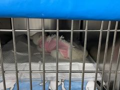 -纳吉亚猫专科动物医院·北北分院